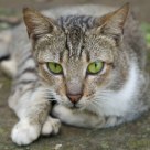 Green Eyes